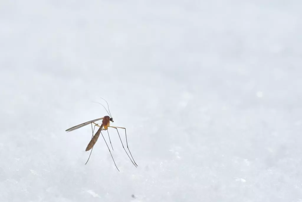 brown winged insect photograph