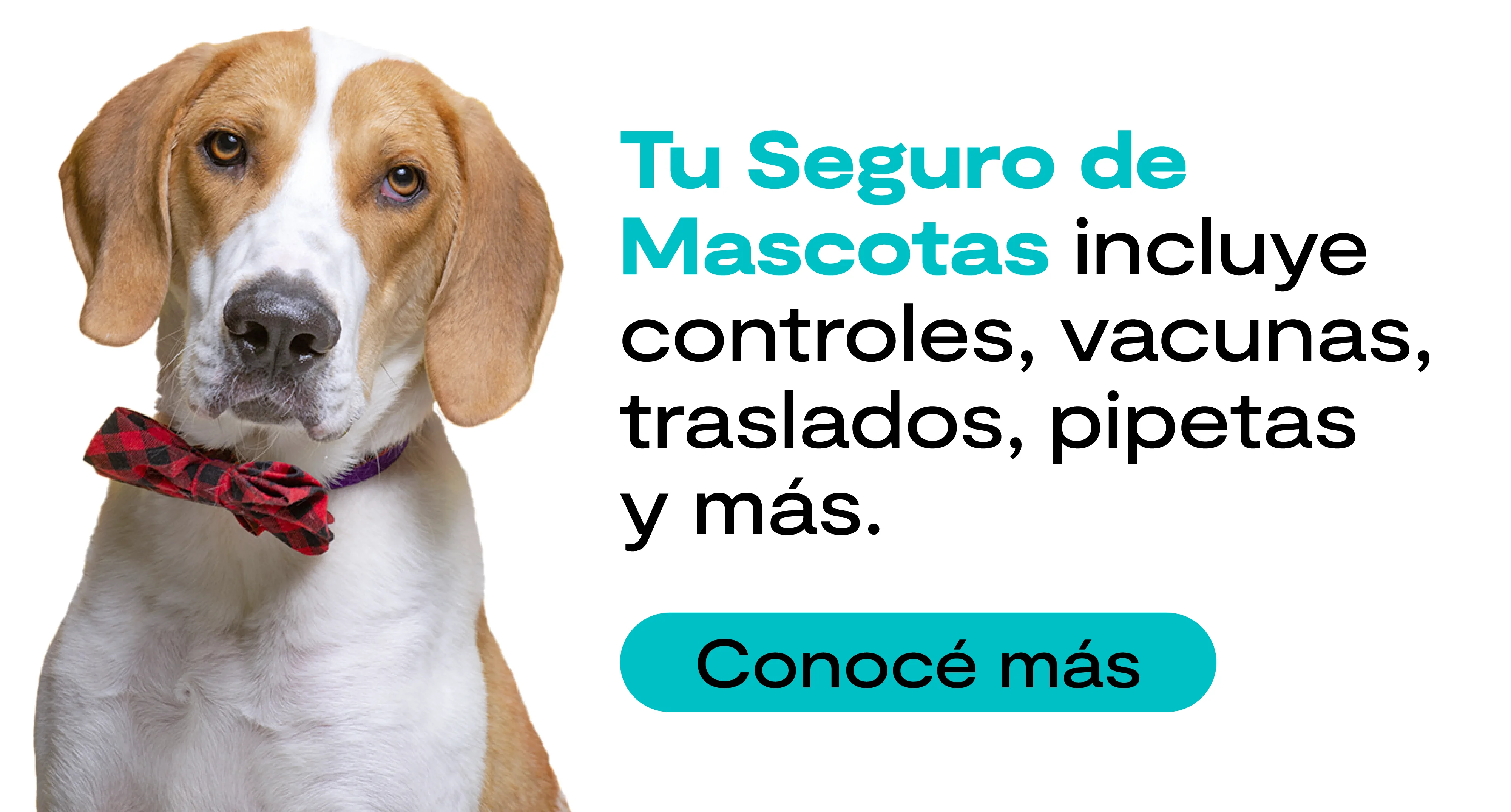 Imagen de Un perro Beagle posando